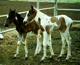 Famous Tobiano Paint Twins